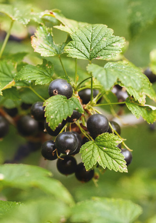 black currant, ripe berries on a branchの写真素材