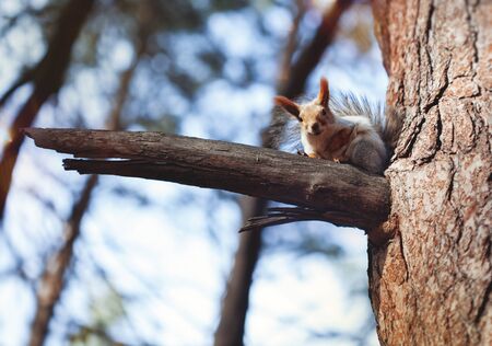 the squirrel is sitting on a pine branch in a forest