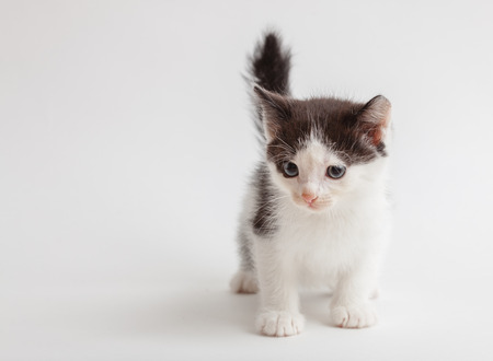 little fluffy white-black kitten on light backgroundの写真素材