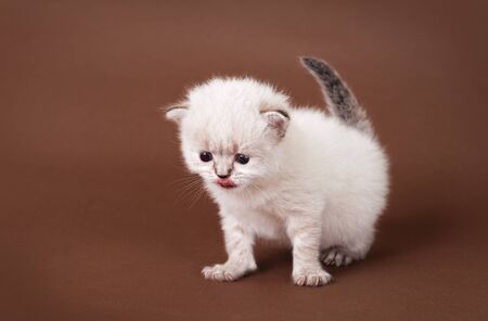 little fluffy light kitten is licking on brown backgroundの写真素材