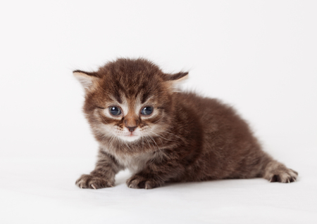 little fluffy kitten on light backgroundの写真素材