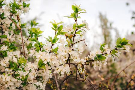 white cherry flowers on the background, white plum flowers on the background