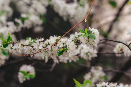 white cherry flowers on the background, white plum flowers on the backgroundの写真素材