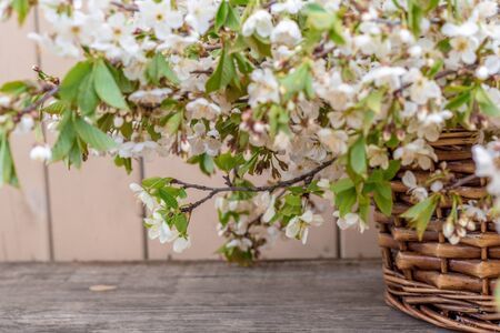 wooden basket with a huge bouquet of cherry blossoms on a wooden background,の写真素材