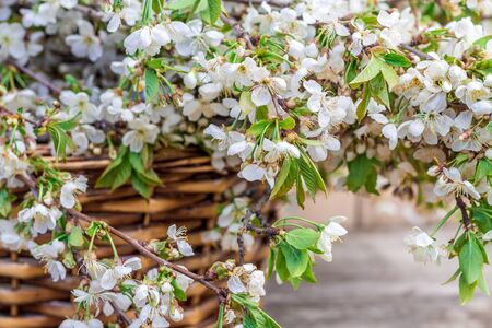 wooden basket with a huge bouquet of cherry blossoms on a wooden background,の写真素材