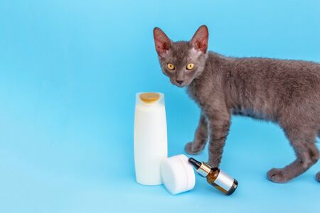 on a blue background there is a jar with a pipette and an empty sticker, a round white jar, large white bottle, furry kittenの写真素材