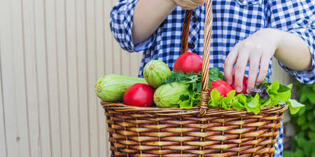 in the garden in a wicker basket is a crop consisting of tomatoes, lettuce, zucchini, Basil, dillの写真素材