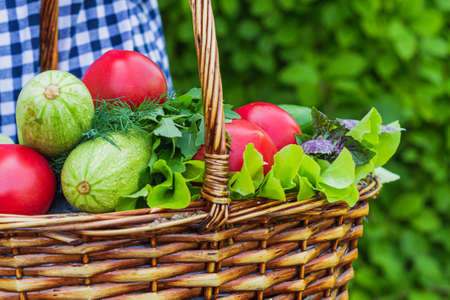 in the garden in a wicker basket is a crop consisting of tomatoes, lettuce, zucchini, Basil, dillの写真素材