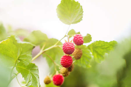 ripe red raspberries on a green background of foliage in the sunの写真素材