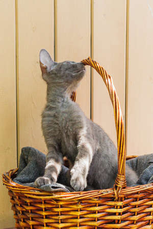 a gray Sphinx cat is lying in a wicker basket in the sunの写真素材