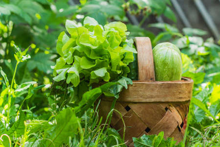 vegetables and herbs are in a wicker basket that stands on the lawn in the sun in the green grassの写真素材