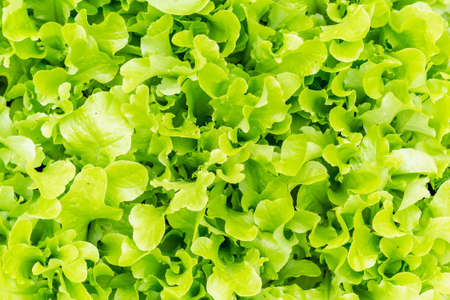 greens of lettuce leaves growing in the garden. the view from the top