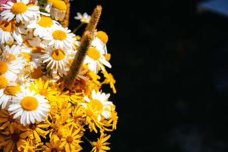 daisies, clover, yellow flowers, grass sedge in a field bouquet on a black background