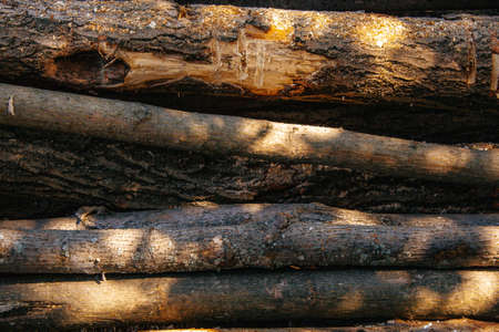 wooden logs in the garden lie across
