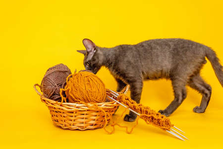 on an orange background, a gray cat studies a basket with woolen threads, next to it lies the beginning of knitting on needlesの写真素材