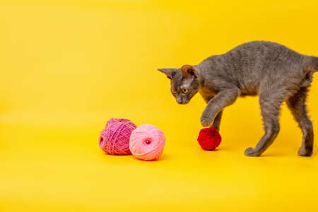 on an orange background, a gray kitten is playing with pink and purple balls of woolen thread