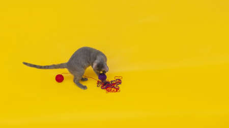 a gray cat plays with wool balls of red and blue on an orange backgroundの写真素材