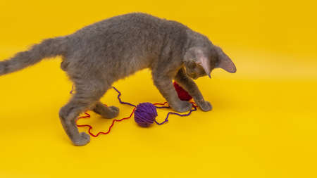 a gray cat plays with wool balls of red and blue on an orange backgroundの写真素材
