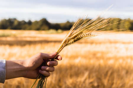 a man's hand holds a bunch of rye ears over a fieldの写真素材