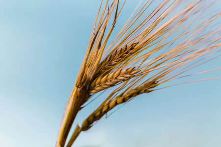 a field of rye, ears of wheat swaying in the windの写真素材