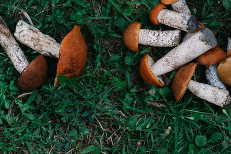 on the green grass are fresh edible mushrooms boroviki. there is space for text. the view from the topの写真素材