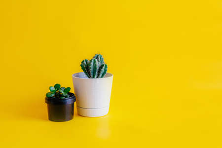 green cactus growing in a White pot, indoor plant green succulent in a black pot stand on a yellow uniform background, isolated, front view, copy spaceの写真素材