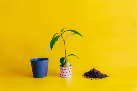avocado sprout with leaves sprouted from a seed in a pot of water stands in the center on a yellow...