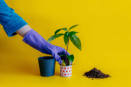 A womans gloved hand holds a sprouted avocado seed for grafting into a new gray pot. On a yellow background, black soil, a large avocado sprout lies nearby. front view.の写真素材