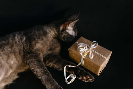 Gray cat lying next to Christmas gift that are tied with ribbon, on a black background, front view.の写真素材