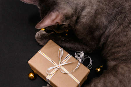 A gray cat lies next to a Christmas gift, which is tied with a white and gold ribbon, and gold Christmas balls on a black background, top view.