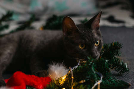 gray cat lying next to fir branches and Santa Claus hat, garland of lights - the concept of a cozy home for Christmas.の写真素材