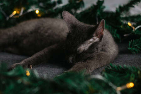 gray cat sleeps next to fir branches and a gift - the concept of a cozy home for Christmas.の写真素材