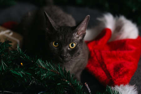 gray cat lying next to fir branches and Santa Claus hat, garland of lights - the concept of a cozy...