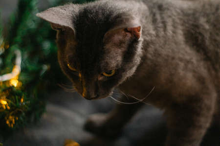 gray cat lying next to fir branches and Santa Claus hat, garland of lights - the concept of a cozy home for Christmas.の写真素材