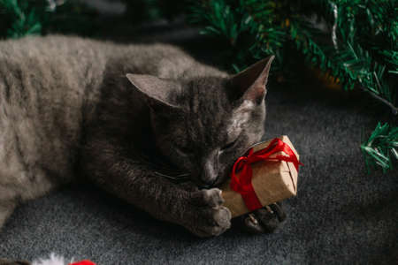 gray cat lying next to fir branches and Santa Claus hat, garland of lights - the concept of a cozy home for Christmas.の写真素材