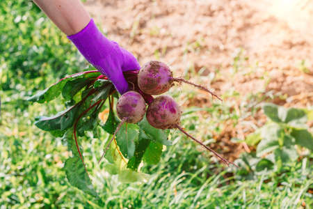 a farmer's hand holds fresh ripe beets in the garden. The concept of the fall harvest.