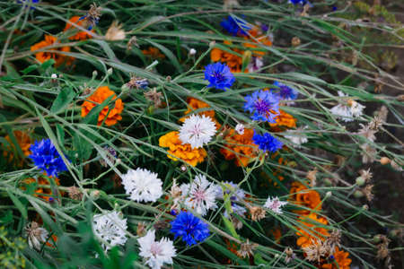 Colorful meadow of cornflowers in summer in good weather.