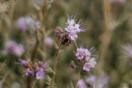 Bee pollination of phacelia, purple flowers with a pleasant aroma. selective focus.の写真素材