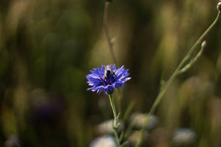 Bee pollination of phacelia, purple flowers with a pleasant aroma. selective focus.
