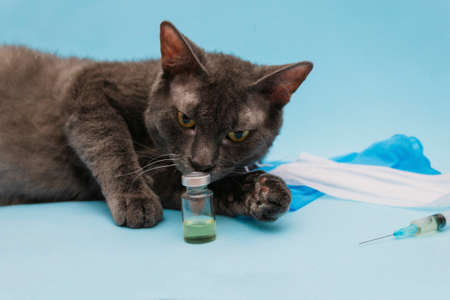 A gray cat lies on a blue background next to a syringe and a bottle of medicine. The concept of...
