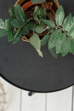 The clay pot of Zamiokulkas stands against the black background of the table and the white floor. top view. minimalistic composition.の写真素材