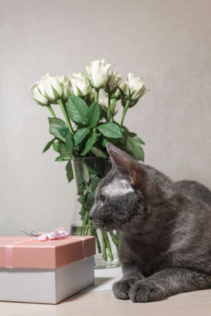 A domestic cat sits on a table near a vase with a bouquet of white roses with a greeting box.の写真素材