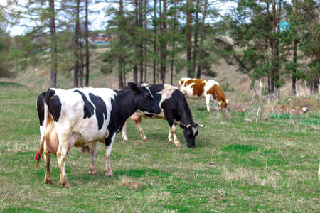 red and brown cows walk in a green pasture near the forest.の写真素材