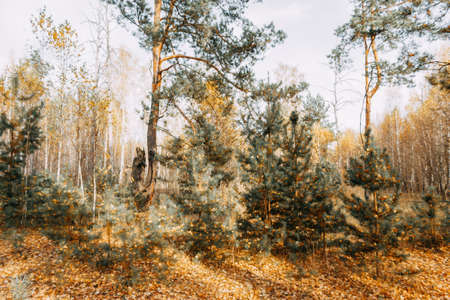 Autumn mixed forest in the rays of the sun. Pines, birches, firs in yellow falling leaves. Autumn...
