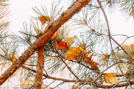 Orange birch leaves are stuck between the needles on a pine branch. Autumn leaves. selective focus.の写真素材