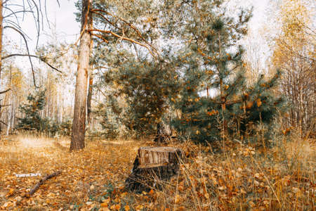 A dry stump stands near a young pine tree in the autumn in the forest.の写真素材