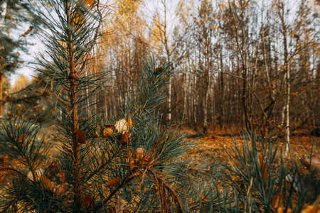 Orange birch leaves are stuck between the needles on a pine branch. Autumn leaves. selective focus.の写真素材