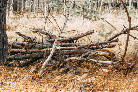 Dry pine branches are piled up in the forest. Firewood is laid in a forest clearing.