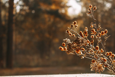 Dried flowers are lying on the table against the background of an autumn forest. Selective focus. The concept of a warm autumn.の写真素材