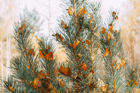 Orange birch leaves are stuck between the needles on a pine branch. Autumn leaves. selective focus.の写真素材